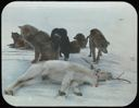 Image of Dead Reindeer and Dogs
